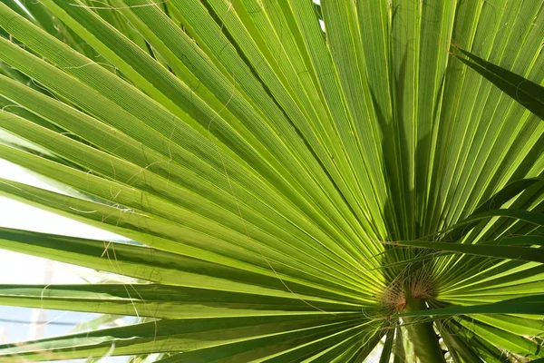 Groene Bladeren Palmen Sky Landschap — Stockfoto