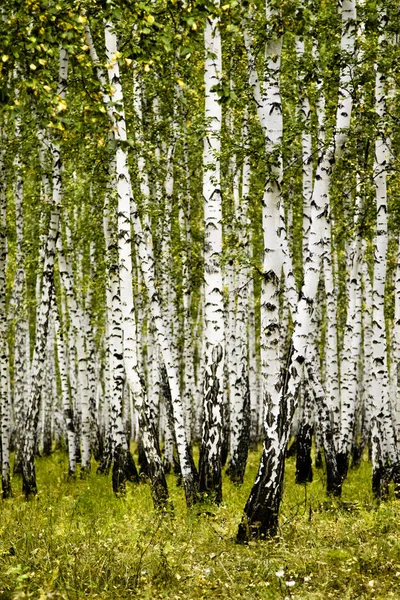 Birch Forest Autumn Landscape — Stock Photo, Image