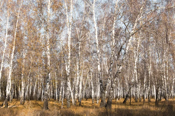 葉のない秋の白樺の森 — ストック写真