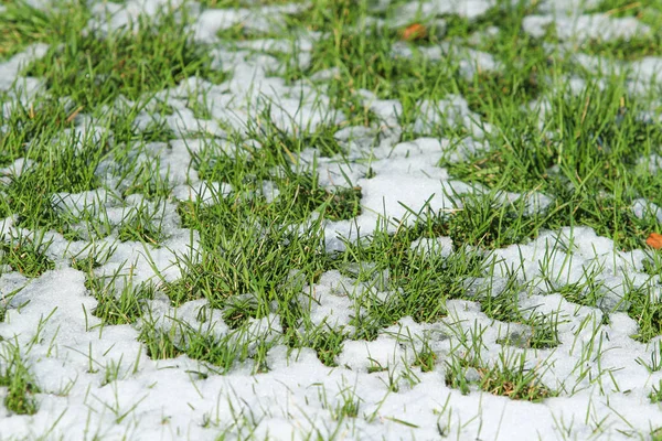 First Snow Green Grass Autumn — Stock Photo, Image