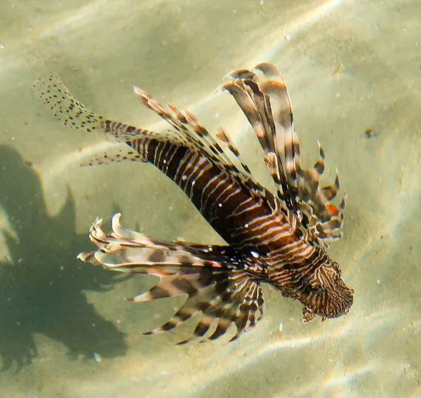Top view through the water, fish lionfish (Pterois) - the genus of luciform fish of the Scorpion family.