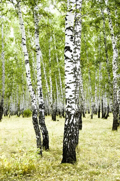 Birch Forest Summer Landscape — Stock Photo, Image