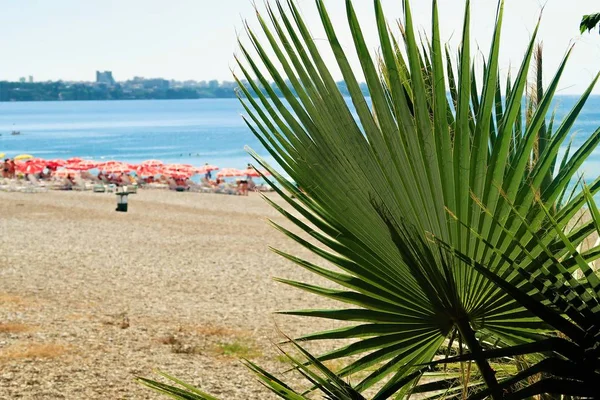 Palm Bomen Zee Landschap Zomer — Stockfoto