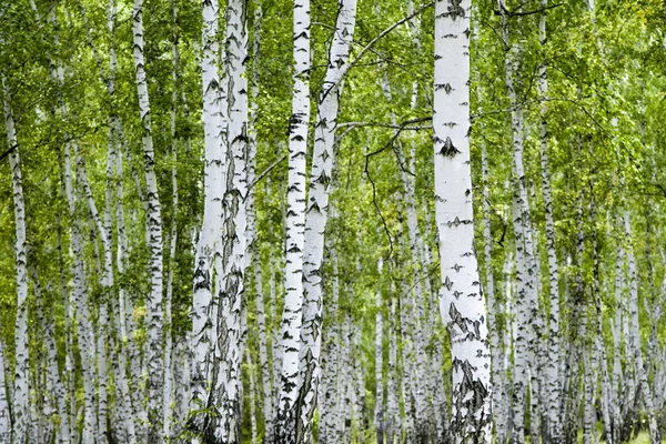 Bosque Abedul Verano Paisaje — Foto de Stock