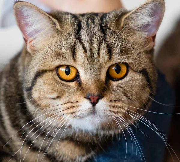 Cat Home Close Portrait — Stock Photo, Image