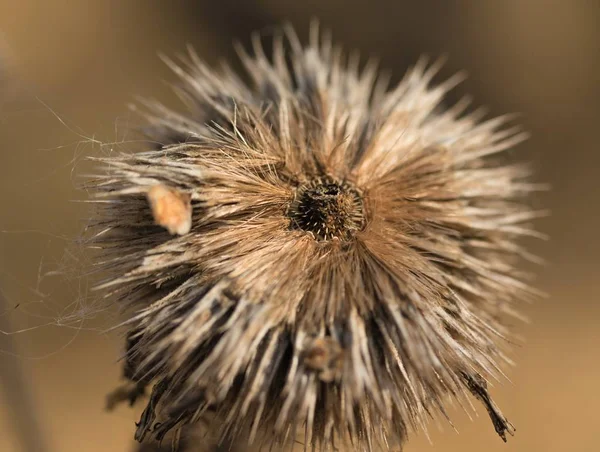 Dry Withered Autumn Thistles — Stock Photo, Image