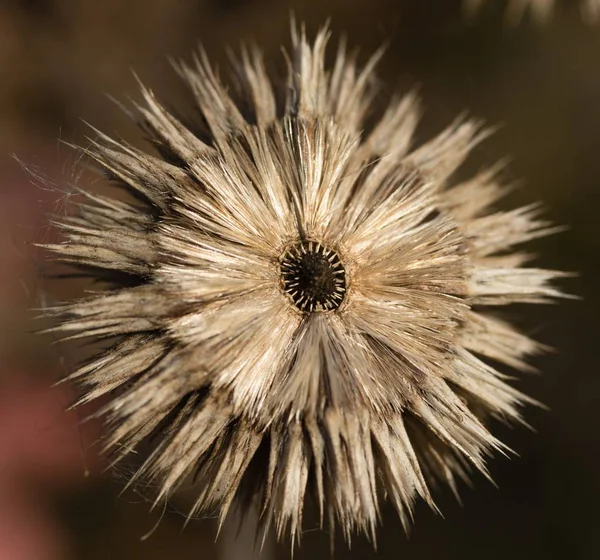 Dry Withered Autumn Thistles — Stock Photo, Image