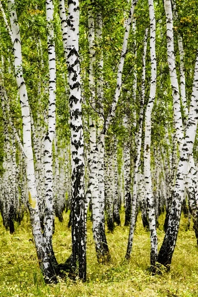 Birkenwälder Sommerlandschaft — Stockfoto