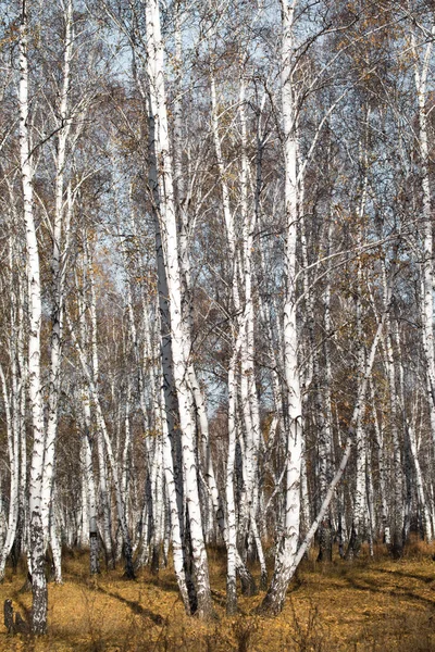 Outono Floresta Vidoeiro Sem Folhas — Fotografia de Stock