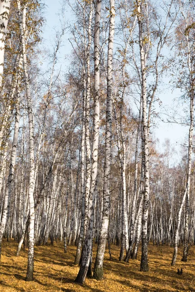 Herbst Birkenwald Ohne Blätter — Stockfoto