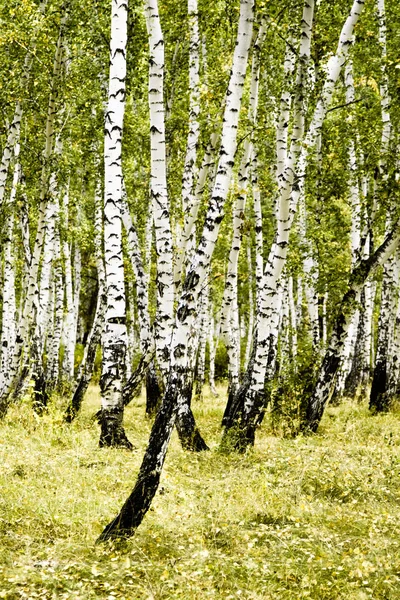 Birch Forest Autumn Landscape — Stock Photo, Image