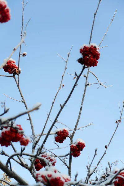 Mountain Ash Snow Sky — Stock Photo, Image