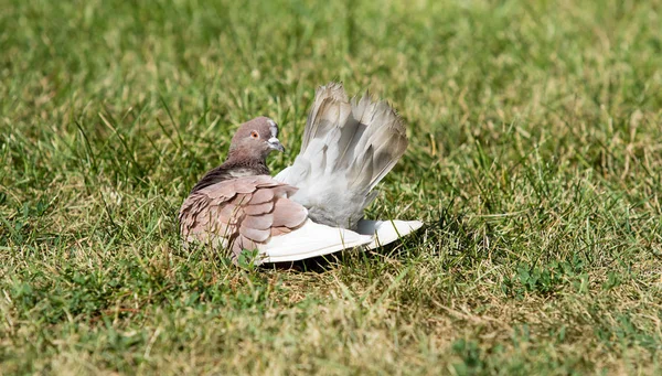 Pigeons Sitting Grass — Stock Photo, Image