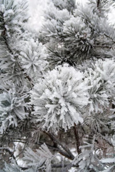 Sníh Jehličí Jedle Zblízka — Stock fotografie