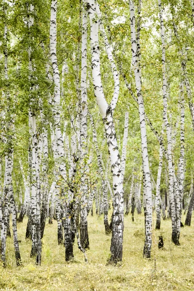 白桦林夏季景观 — 图库照片