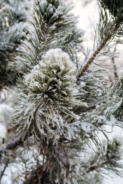 Salju Pada Jarum Dari Pohon Cemara Menutup — Stok Foto