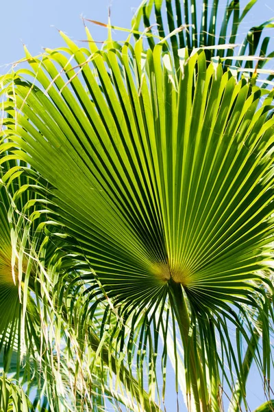 Palms Himlen Moln Landskap — Stockfoto