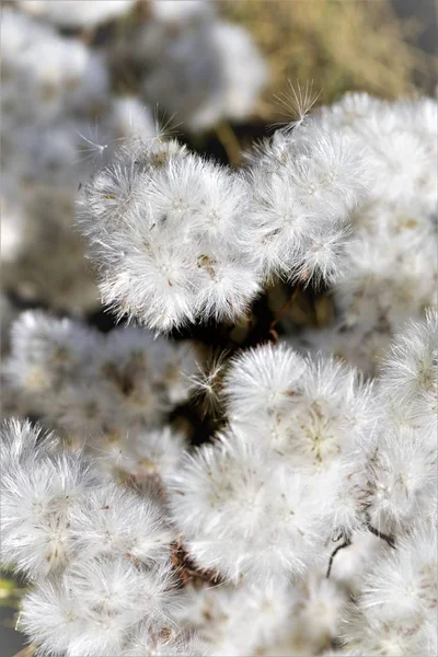 Furry Prickle Nature Autumn — Stock Photo, Image