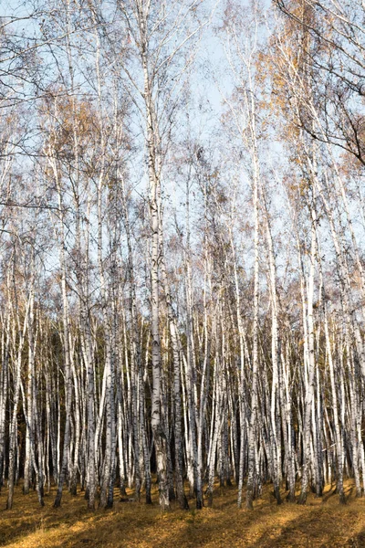 Outono Floresta Vidoeiro Sem Folhas — Fotografia de Stock