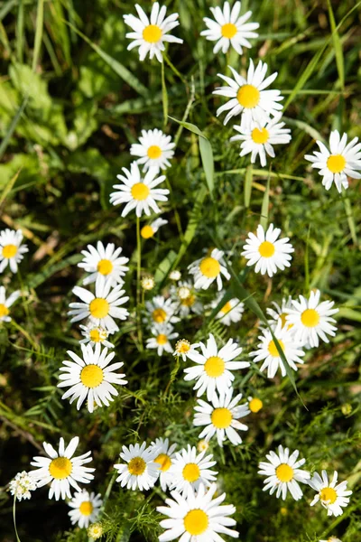 Witte Margriet Landschap Close — Stockfoto