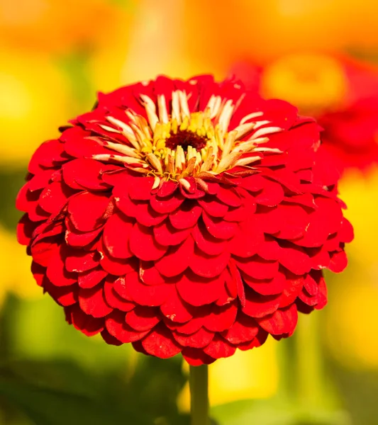 Colorful Chrysanthemum Flower Landscape — Stock Photo, Image