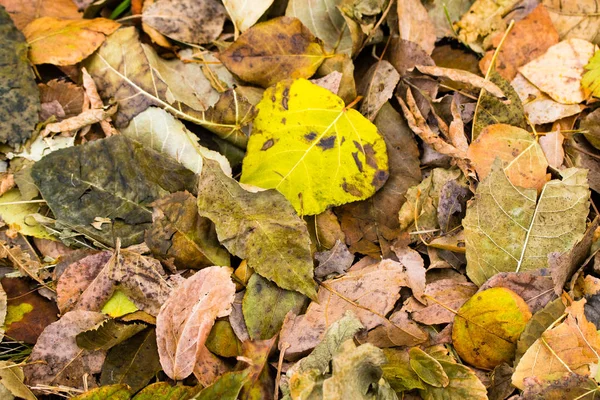从树上落下的灰黄色的叶子 — 图库照片