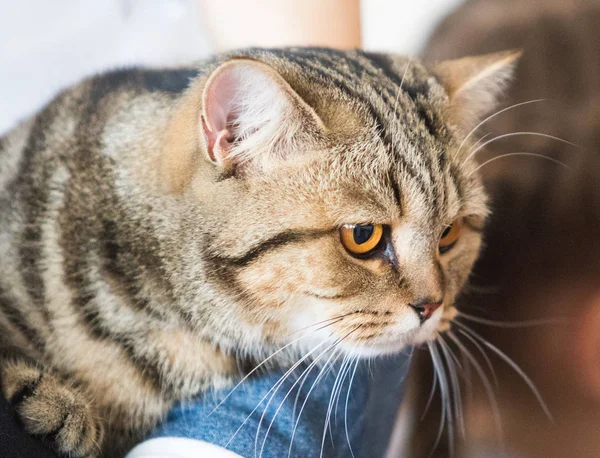 Katt Hem Närbild Porträtt — Stockfoto