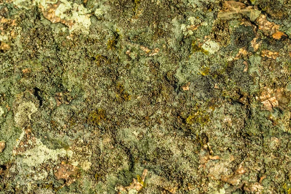 Мох Каменном Фоне — стоковое фото