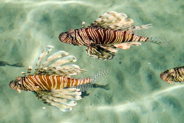 Top View Water Fish Lionfish Pterois Genus Luciform Fish Scorpion — Stock Photo, Image