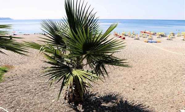 Palmen Meer Landschaft Sommer — Stockfoto