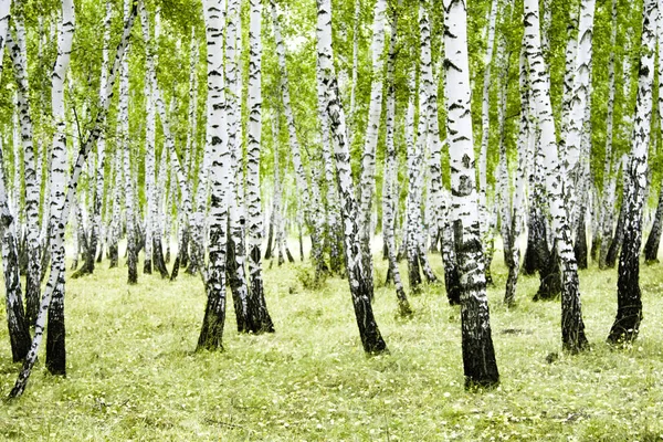 Birch Forest Summer Landscape — Stock Photo, Image