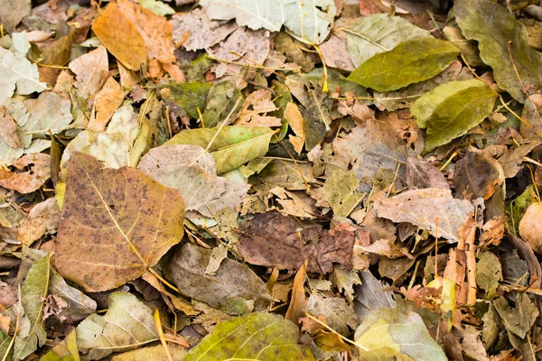 Feuillage Jaune Gris Tombé Des Arbres Fond — Photo