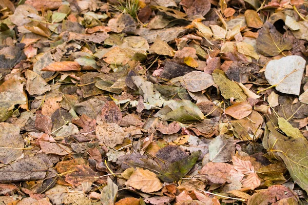 Fallen Gray Yellow Foliage Trees Background — Stock Photo, Image