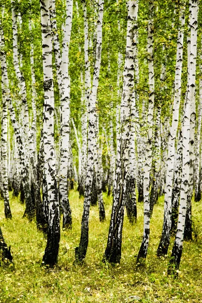 Birkenwälder Sommerlandschaft — Stockfoto