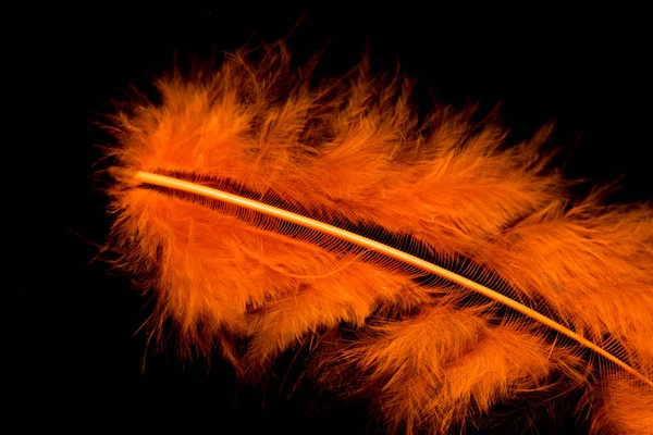 Colorful Bird Feather Black Background — Stock Photo, Image