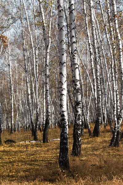 Hösten Björkskogen Utan Lämnar — Stockfoto