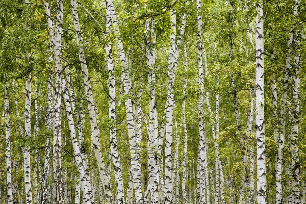 Forêt Bouleau Paysage Automne — Photo