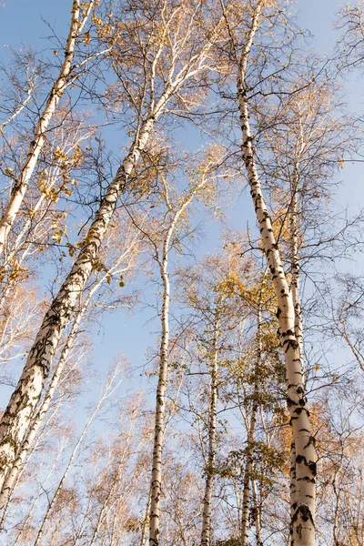 葉のない秋の白樺の森 — ストック写真