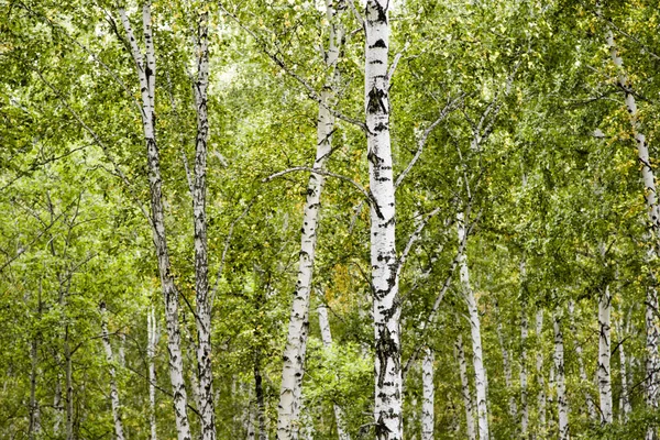 Bosque Abedul Otoño Paisaje — Foto de Stock