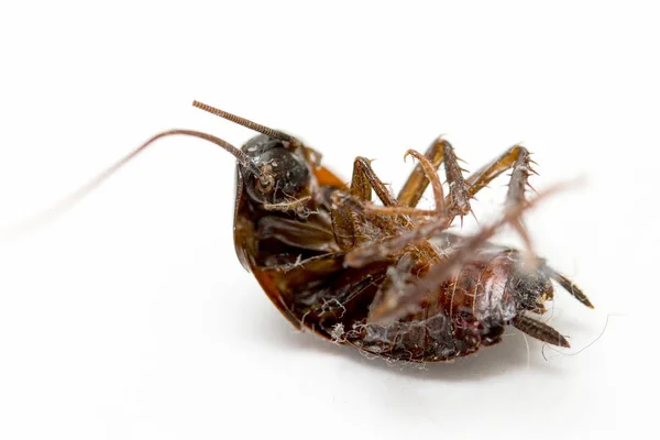 Dead Cockroach White Background — Stock Photo, Image