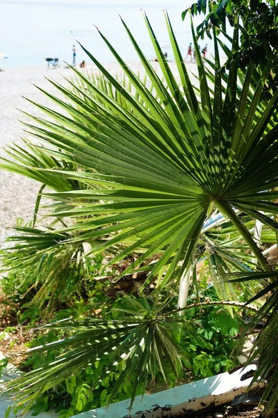 Palm Trees Sea Landscape Summer — Stock Photo, Image