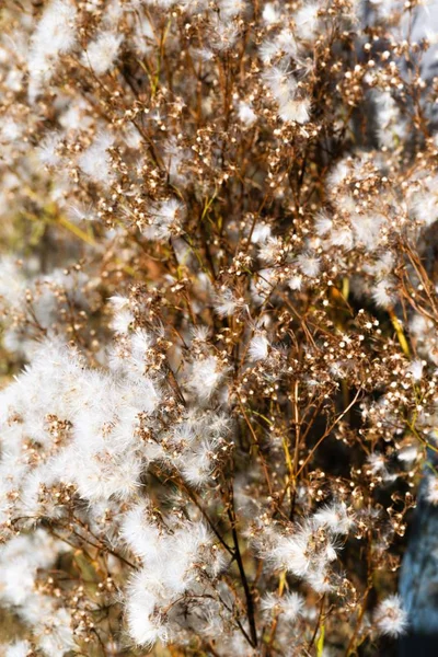 Furry Kolka Natura Jesień — Zdjęcie stockowe