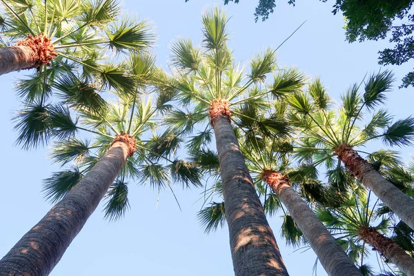 Palm Bomen Weergave Van Onderen Hemel — Stockfoto