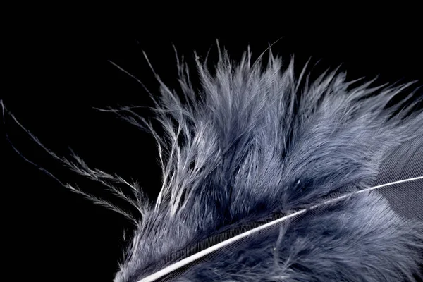 黒い背景にカラフルな鳥の羽 — ストック写真