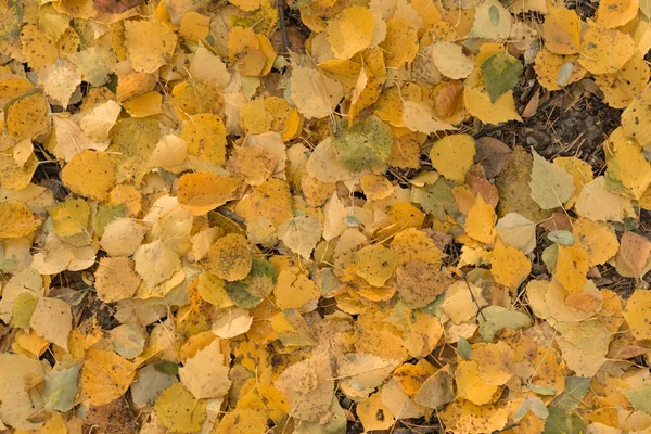 Żółte Liście Leżą Tle Ziemi — Zdjęcie stockowe
