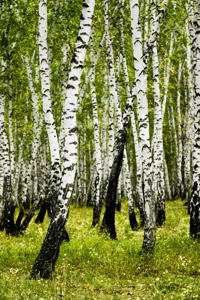 白桦林夏季景观 — 图库照片