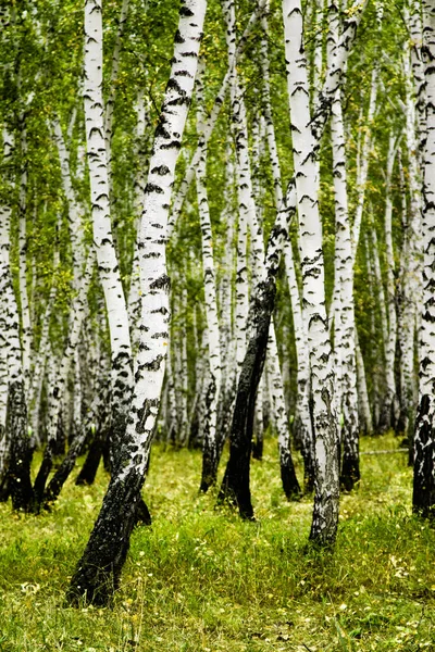 Sommar Björk Skogslandskapet — Stockfoto