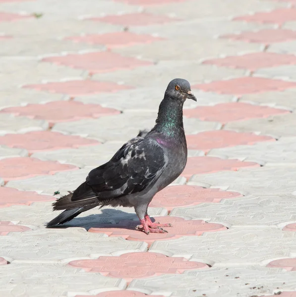 Pigeon Dans Chaussée — Photo