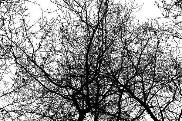 Tree Branches Silhouette White Background — Stock Photo, Image