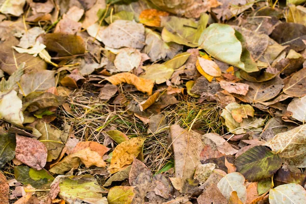 Fogliame Giallo Grigio Caduto Alberi Sfondo — Foto Stock